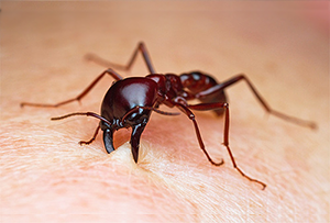 укус муравья