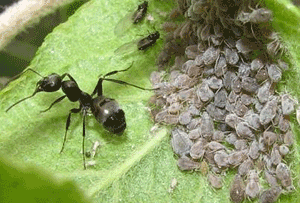 муравьи и тля