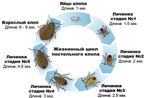 изображение цикла жизни клопов