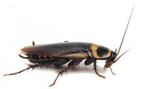 изображение таракана