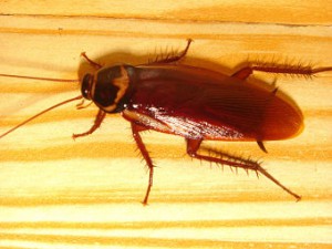 изображение таракана противного, обычного